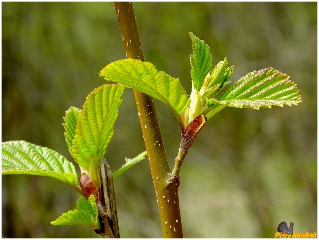 Image of Alnus incana specimen.