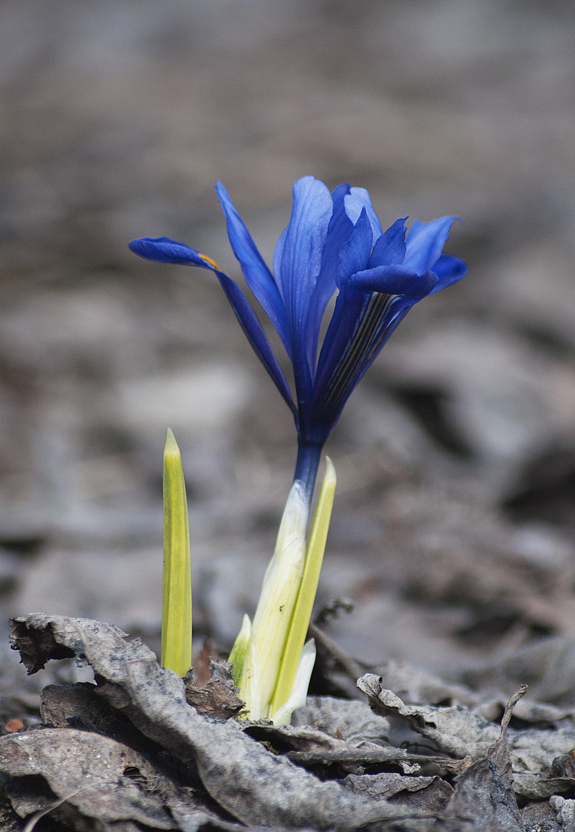 Изображение особи Iridodictyum reticulatum.