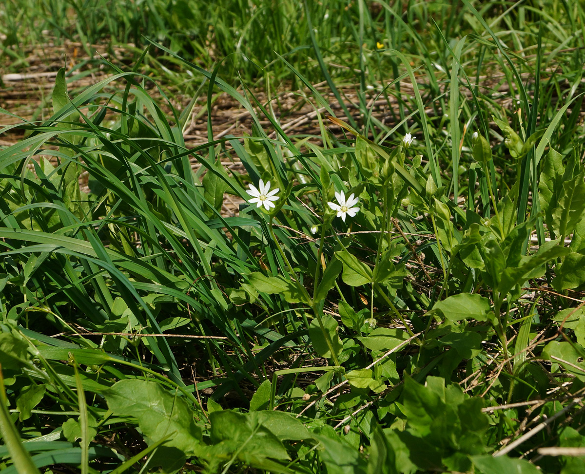 Image of Stellaria bungeana specimen.