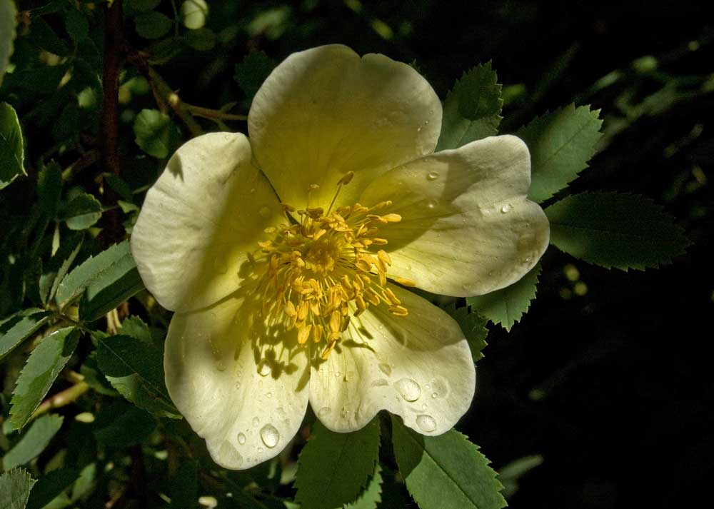 Изображение особи Rosa spinosissima.