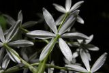 Ornithogalum arcuatum