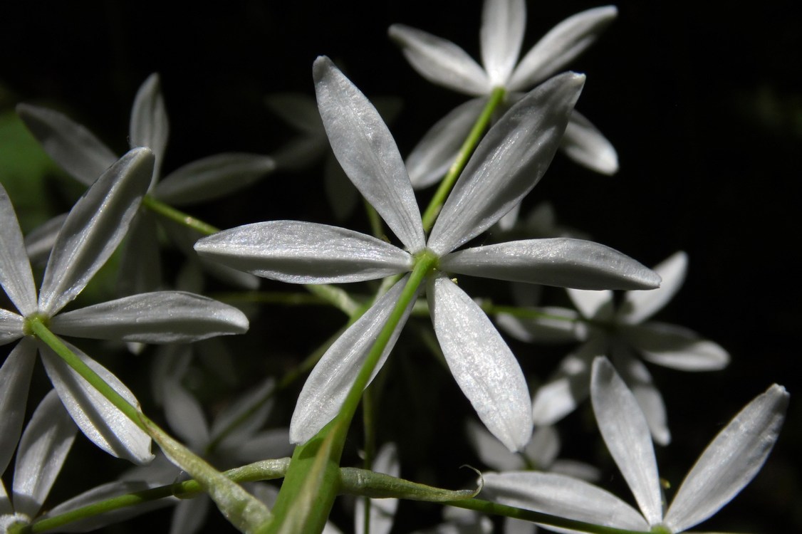 Изображение особи Ornithogalum arcuatum.