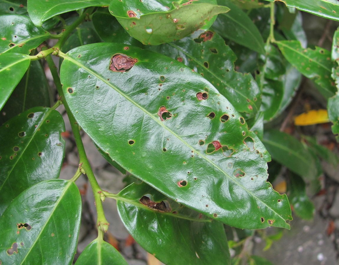 Изображение особи Lauro-cerasus officinalis.