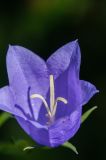 Campanula persicifolia