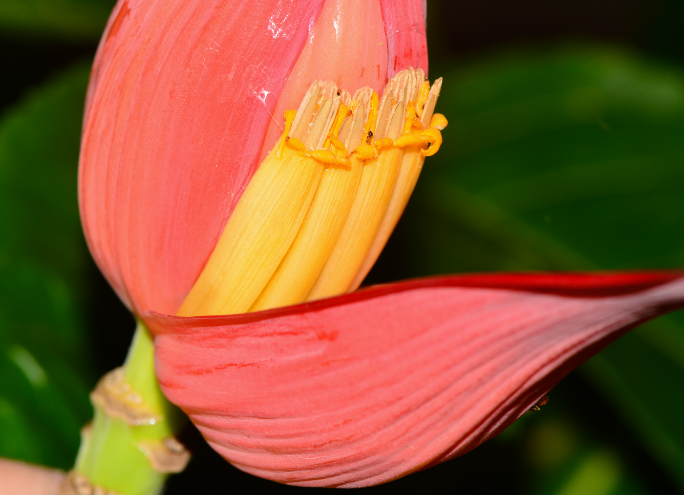 Image of genus Musa specimen.