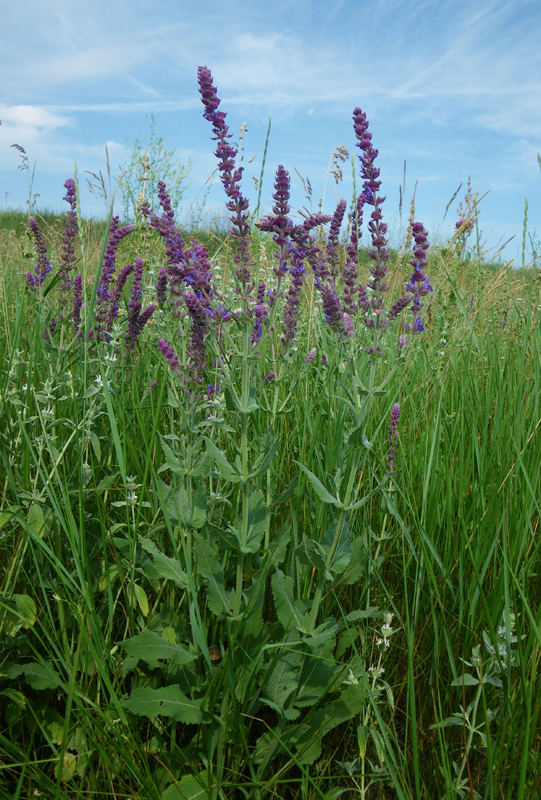 Изображение особи Salvia tesquicola.