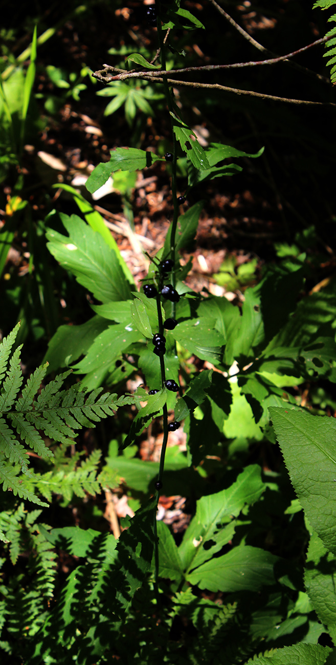Image of Cardamine bulbifera specimen.