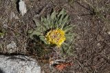 Inula rhizocephala