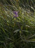 Stachys palustris