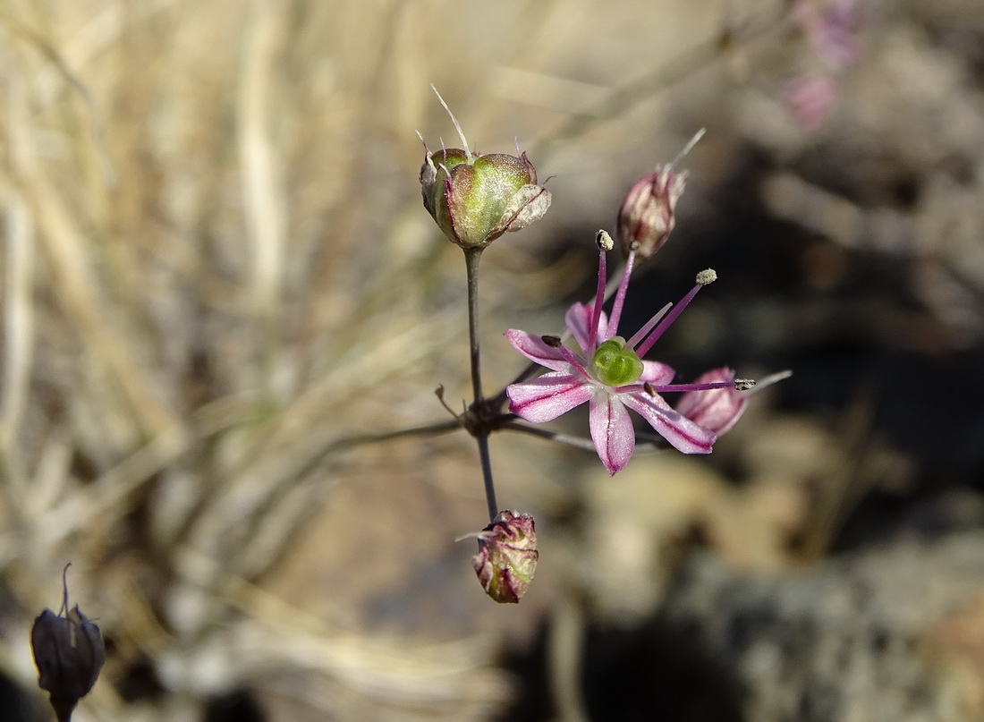 Image of Allium subtilissimum specimen.