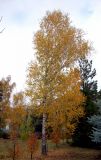 Betula pendula