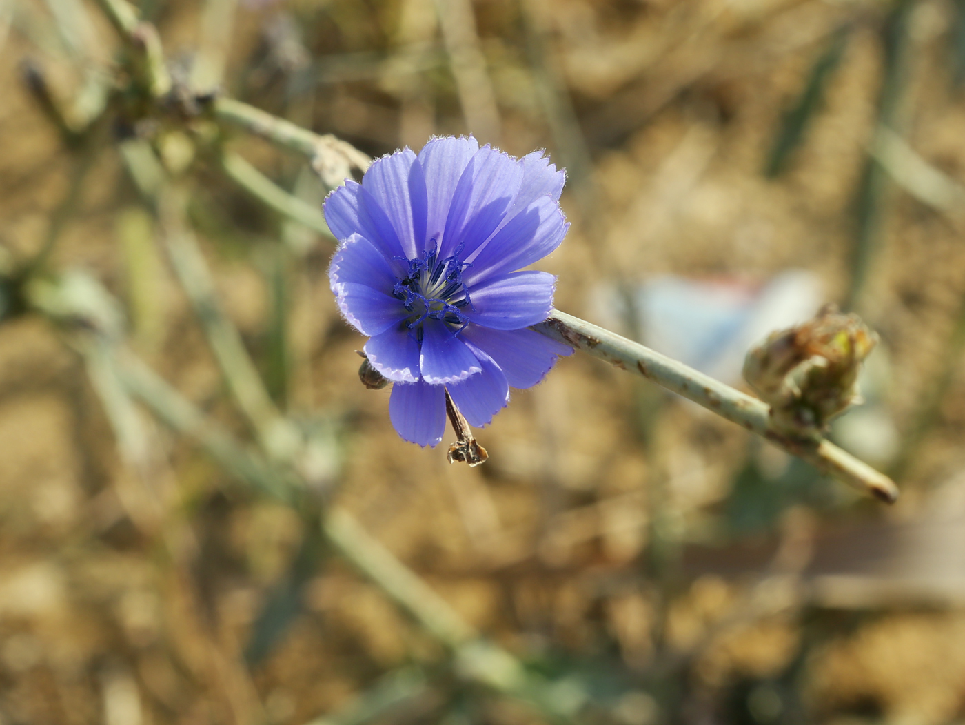 Image of Cichorium intybus specimen.