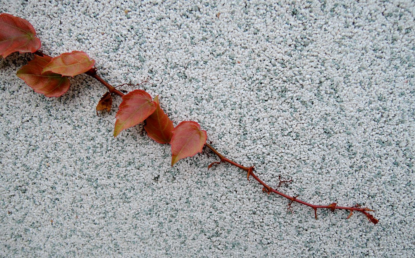 Image of Parthenocissus tricuspidata specimen.