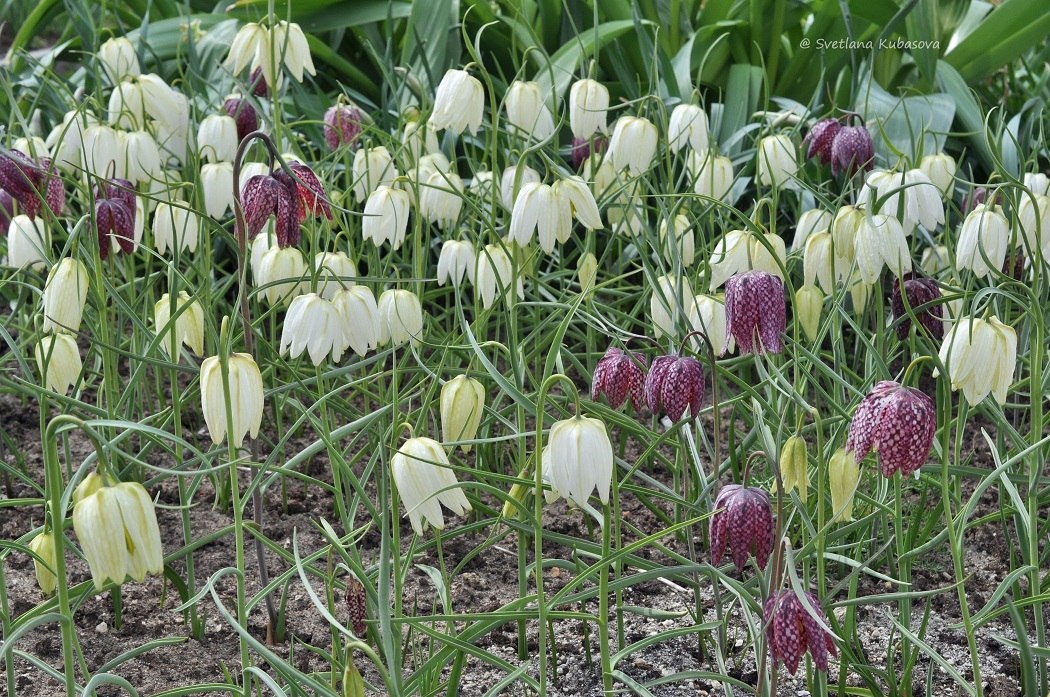 Изображение особи Fritillaria meleagris.