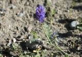 Astragalus adsurgens