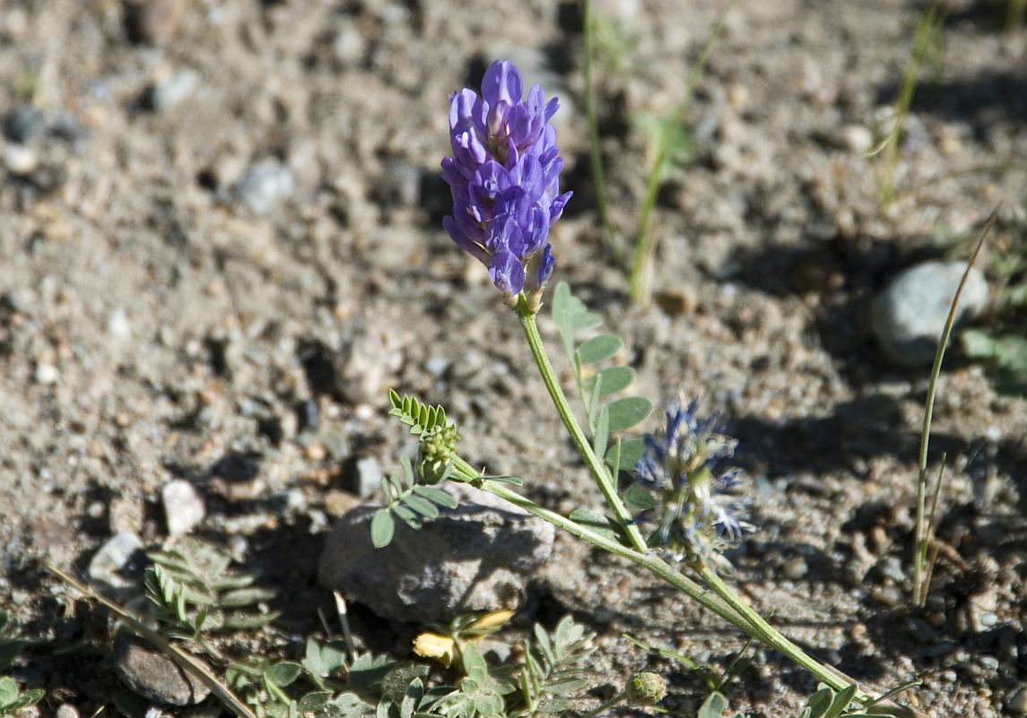 Изображение особи Astragalus adsurgens.