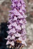 Dactylorhiza psychrophila. Цветки. Мурманская обл., Кольский р-н, побережье Подпахтинской губы, приморский луг. 01.08.2017.