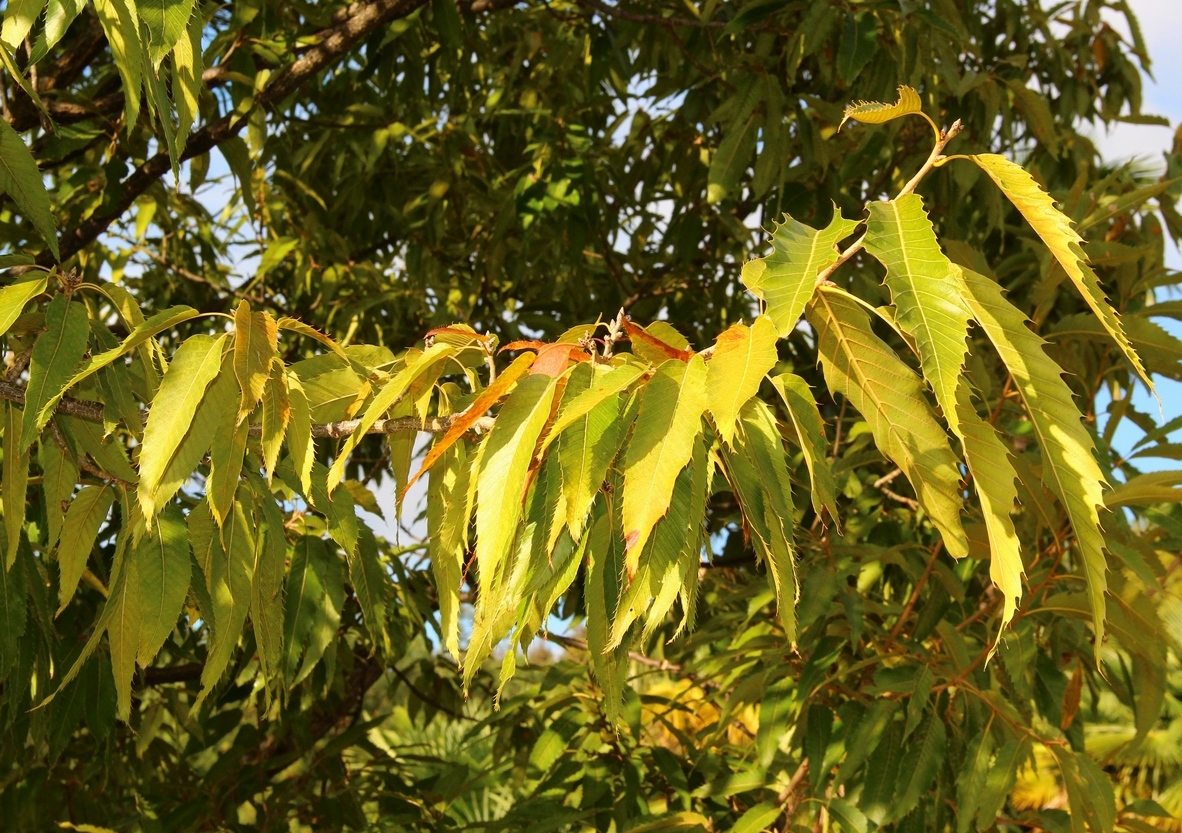 Изображение особи Quercus acutissima.