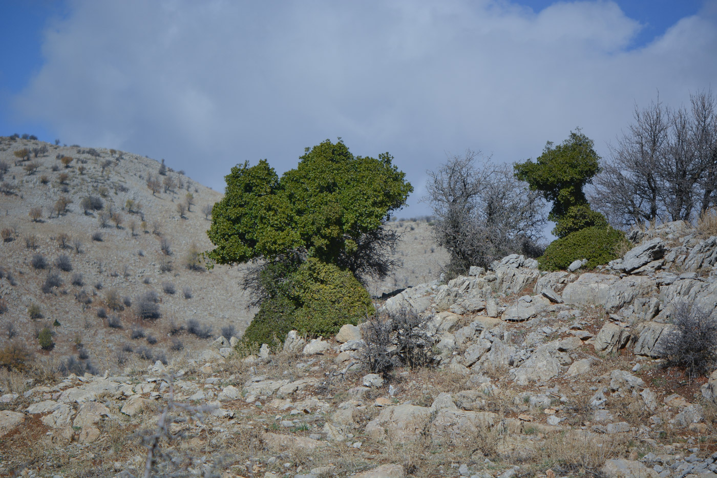 Image of Quercus calliprinos specimen.