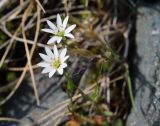 genus Stellaria