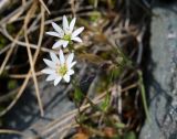 род Stellaria. Цветки. Коми, Интинский р-н, Приполярный Урал, хр. Малдынырд, приводораздельное плато, истоки руч. Алькесвож. 30.07.2017.