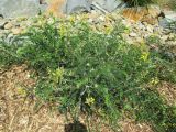 Sophora fraseri. Цветущее растение. Австралия, г. Брисбен, ботанический сад. 25.09.2016.