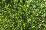 Salix herbacea