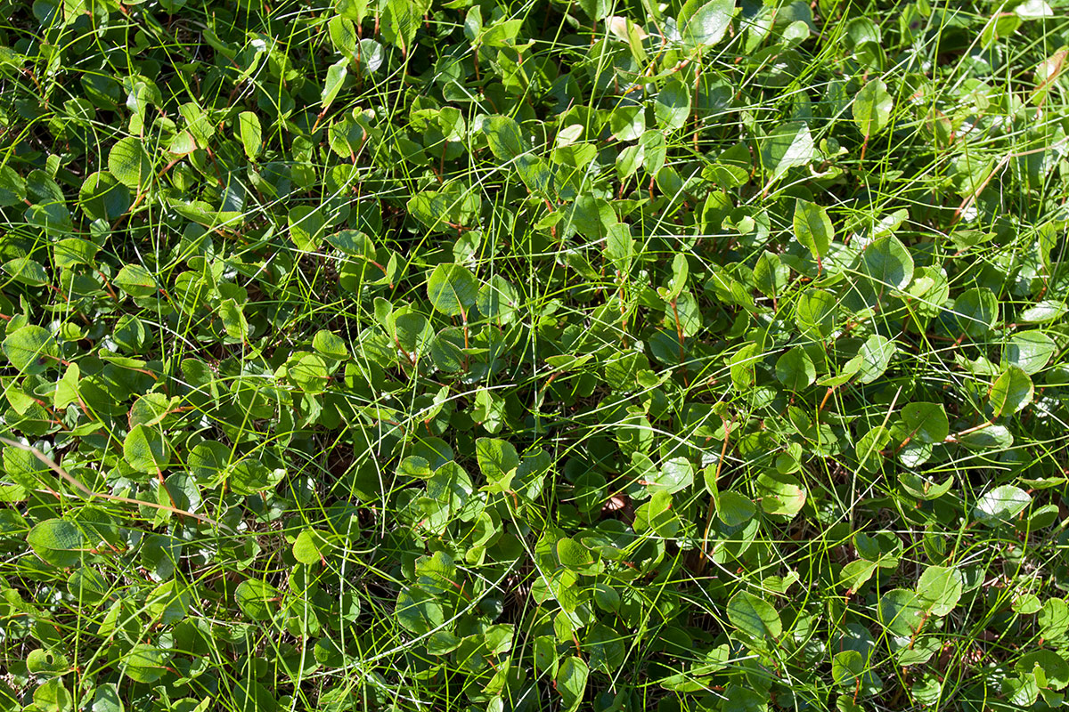 Image of Salix herbacea specimen.