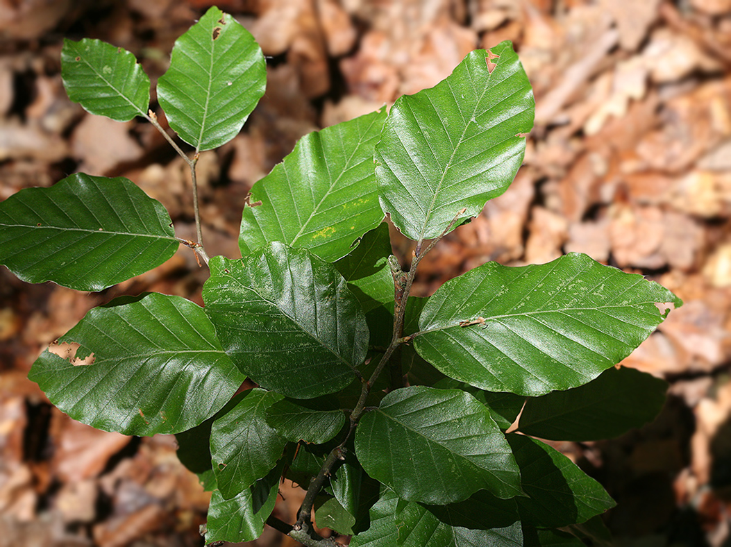 Image of Fagus sylvatica specimen.