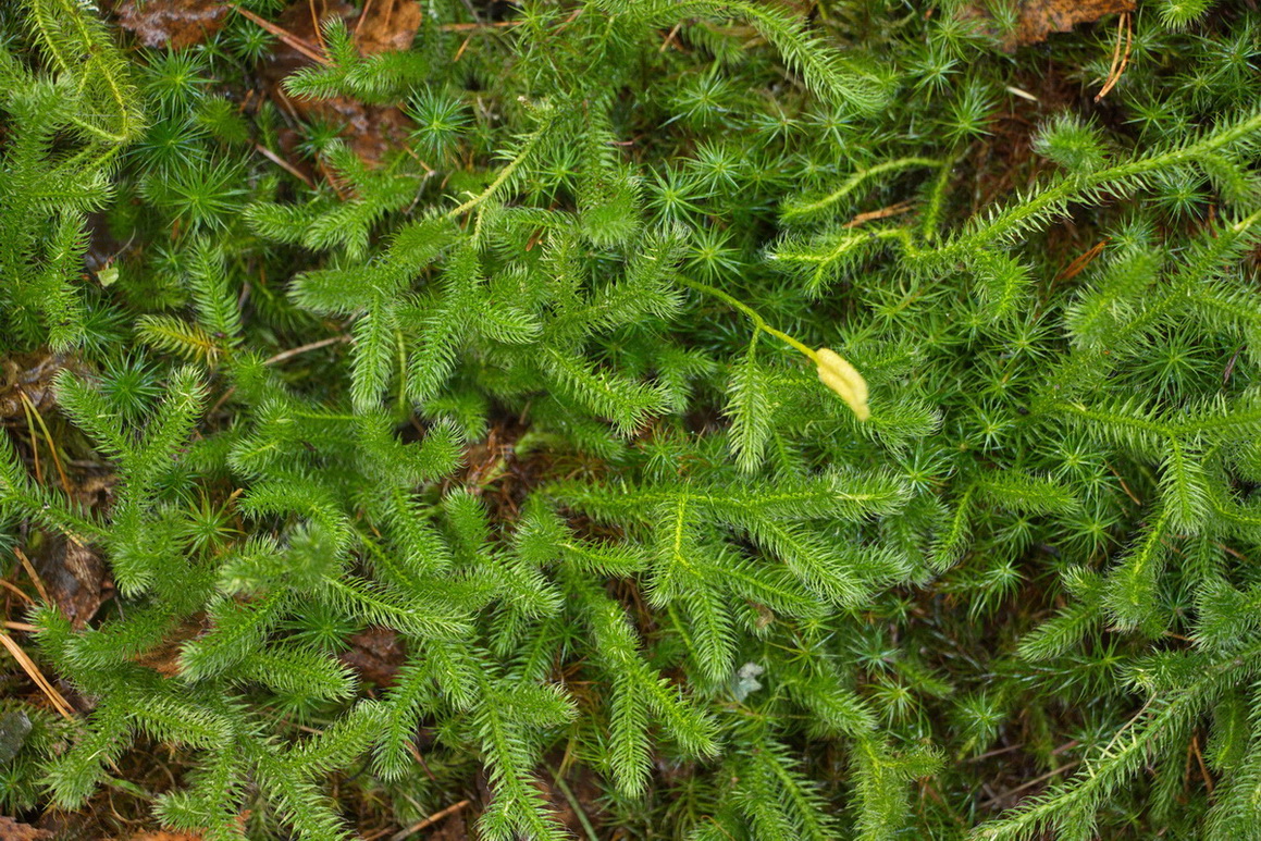 Image of Lycopodium clavatum specimen.