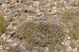 Acantholimon litvinovii