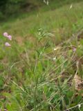 Vicia tenuissima