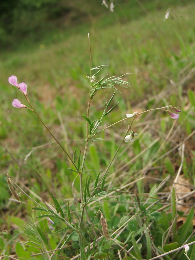Изображение особи Vicia tenuissima.