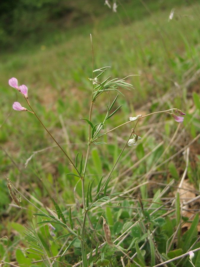 Image of Vicia tenuissima specimen.