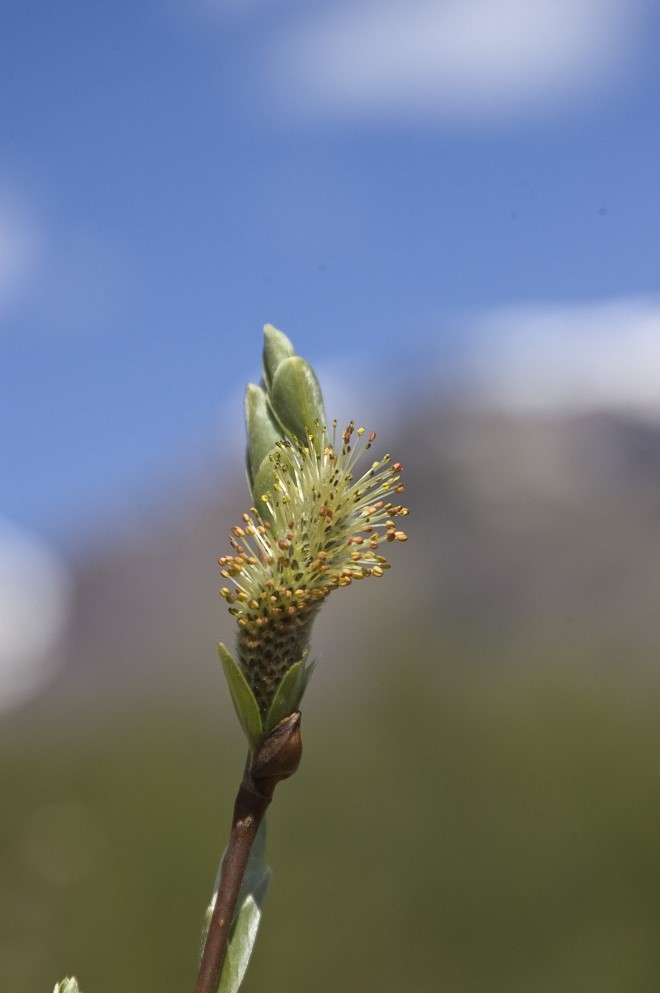 Image of genus Salix specimen.