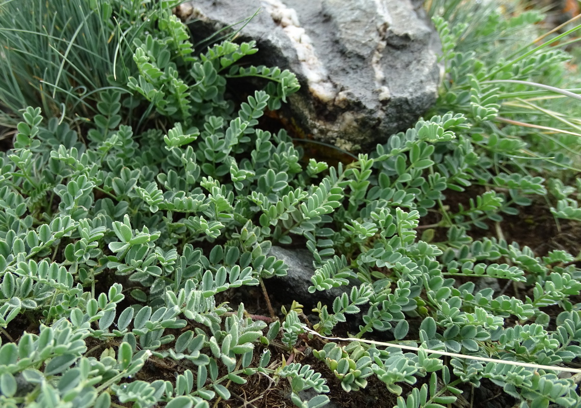 Изображение особи Oxytropis polyphylla.