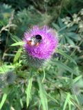 Cirsium vulgare. Верхушка побега с соцветием с фуражирующим шмелём. Беларусь, Минская обл, Минский р-н, остановочный пункт Мачулищи, луг. 23.07.2017.