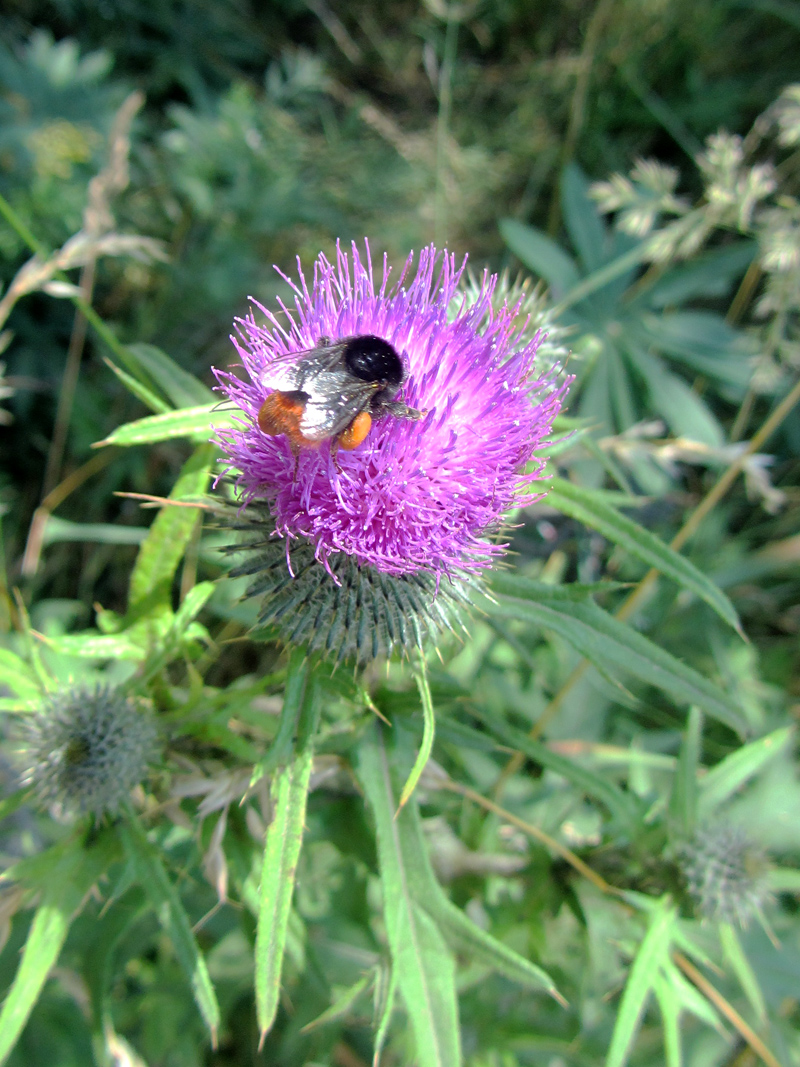 Image of Cirsium vulgare specimen.