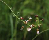 Circaea lutetiana subspecies quadrisulcata. Соцветие с бутонами, цветками и плодами. Костромская обл., Костромской р-н, окр. дер. Юрьево, прирусловая терраса р. Волга, ольшаник в пойме ручья. 21.07.2016.