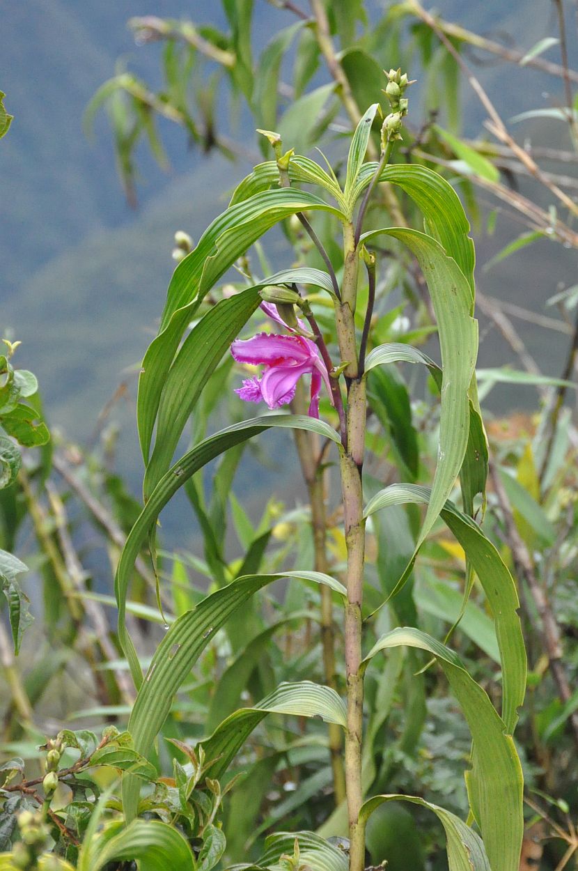 Image of Sobralia dichotoma specimen.