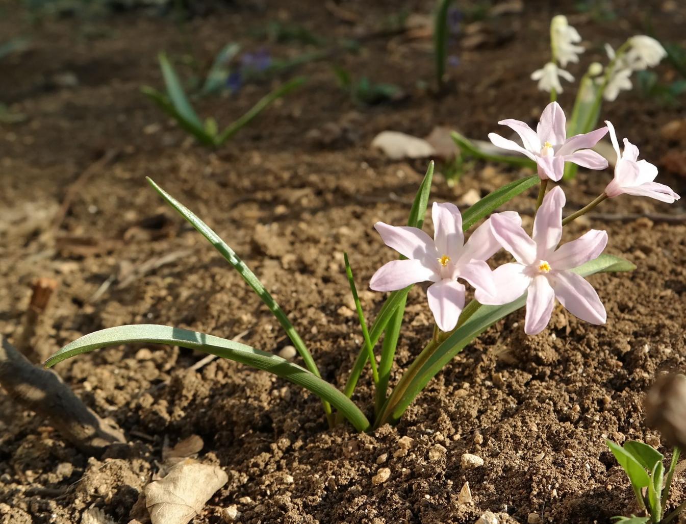 Изображение особи Chionodoxa luciliae var. rosea.