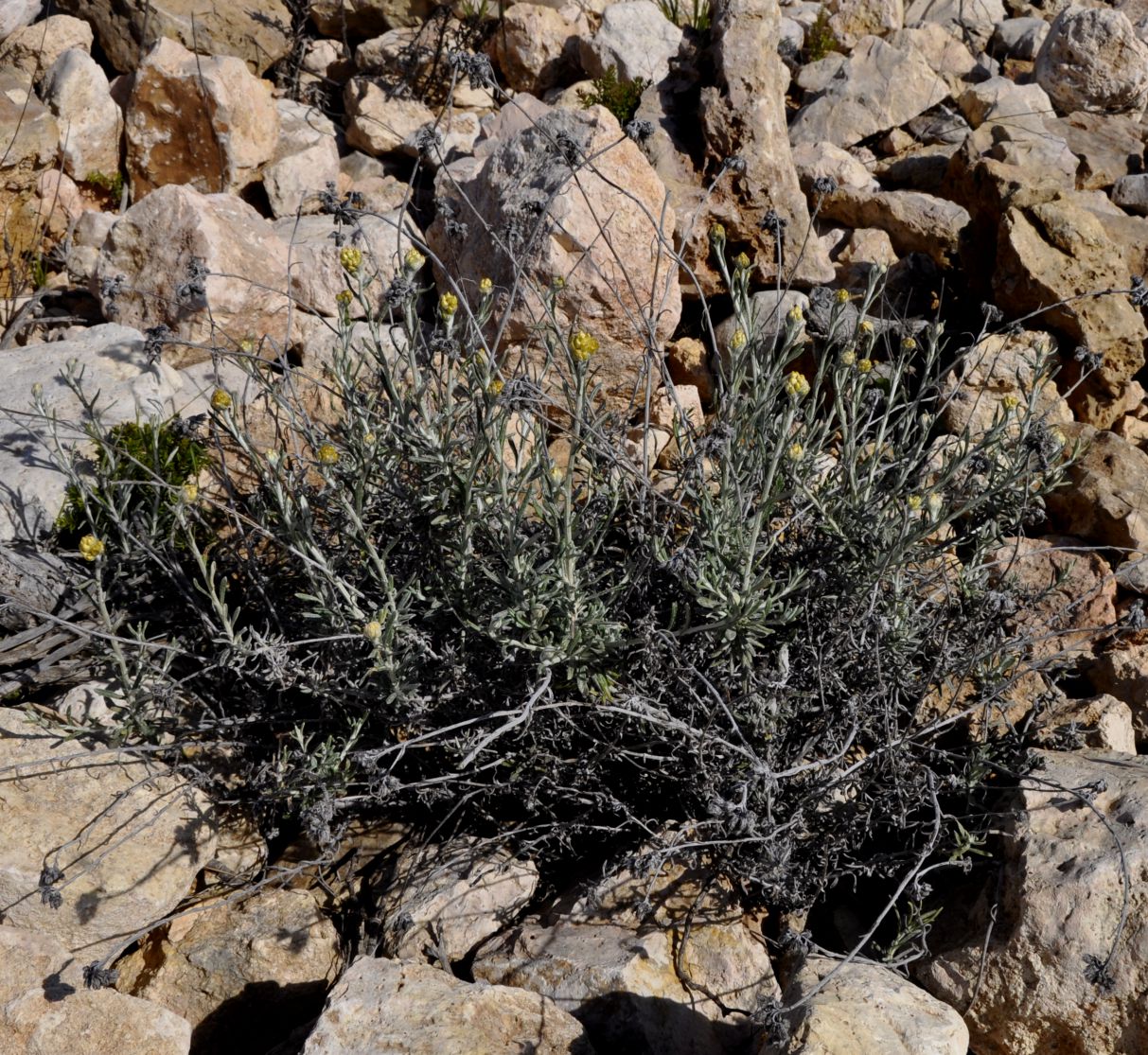 Image of Helichrysum stoechas ssp. barrelieri specimen.