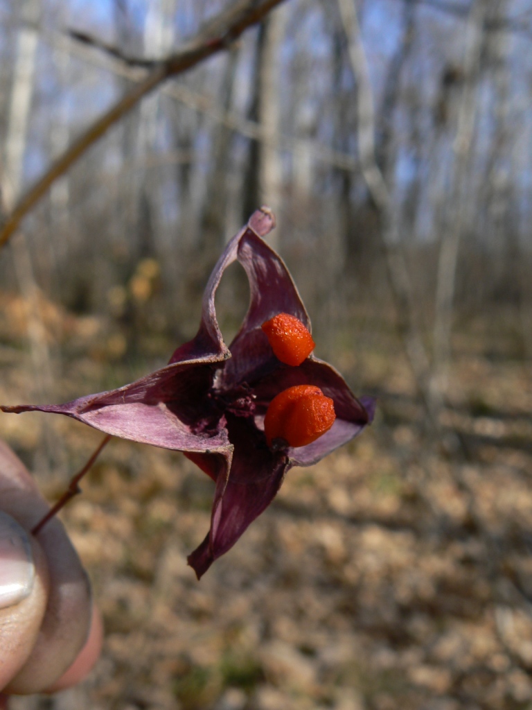 Изображение особи Euonymus macropterus.