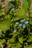 Brunnera sibirica