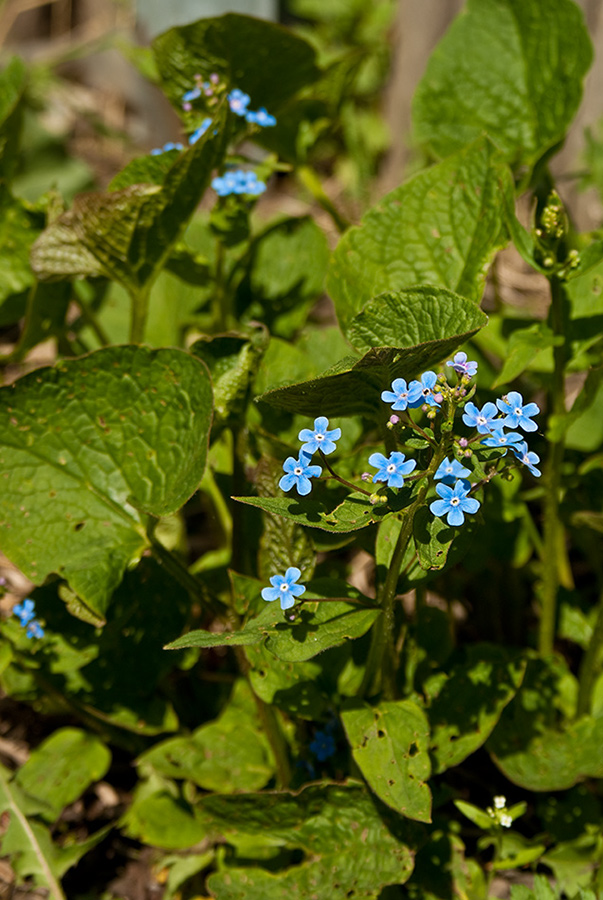 Image of Brunnera sibirica specimen.