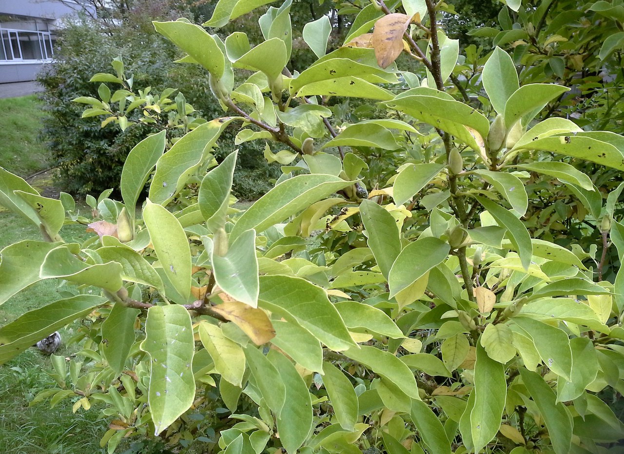 Image of Magnolia × soulangeana specimen.