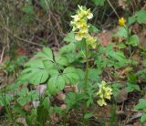 Corydalis bracteata