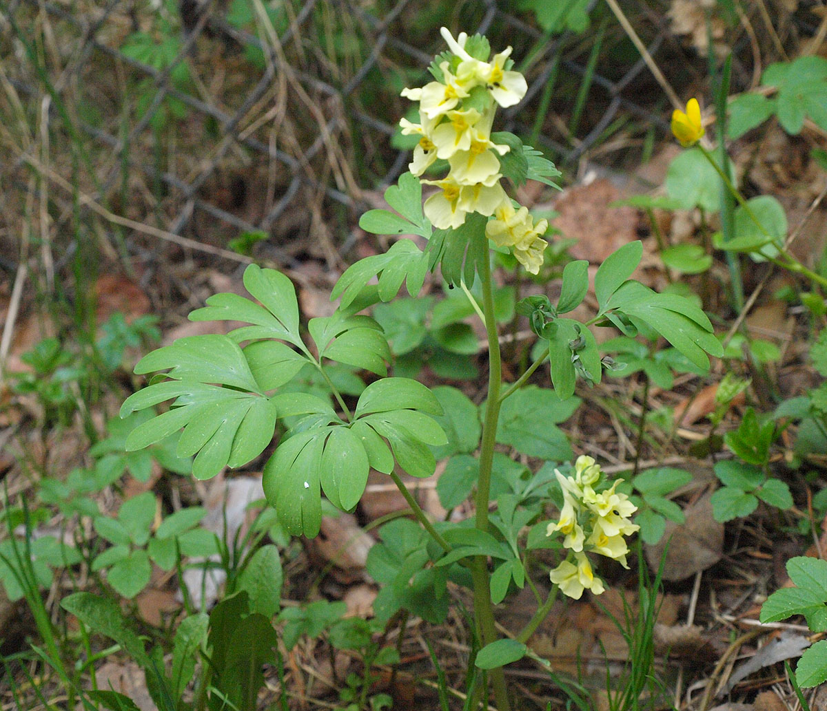 Изображение особи Corydalis bracteata.