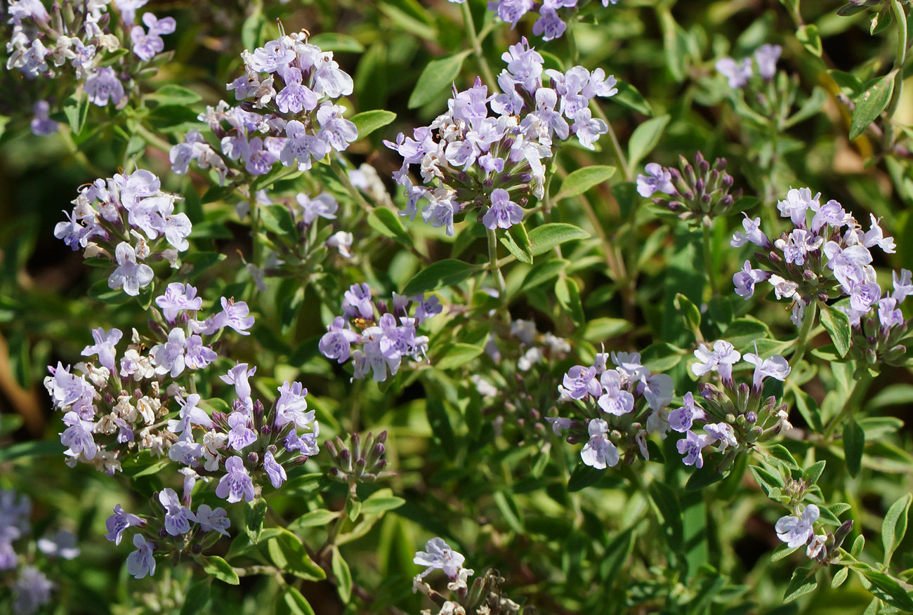 Изображение особи Ziziphora clinopodioides.