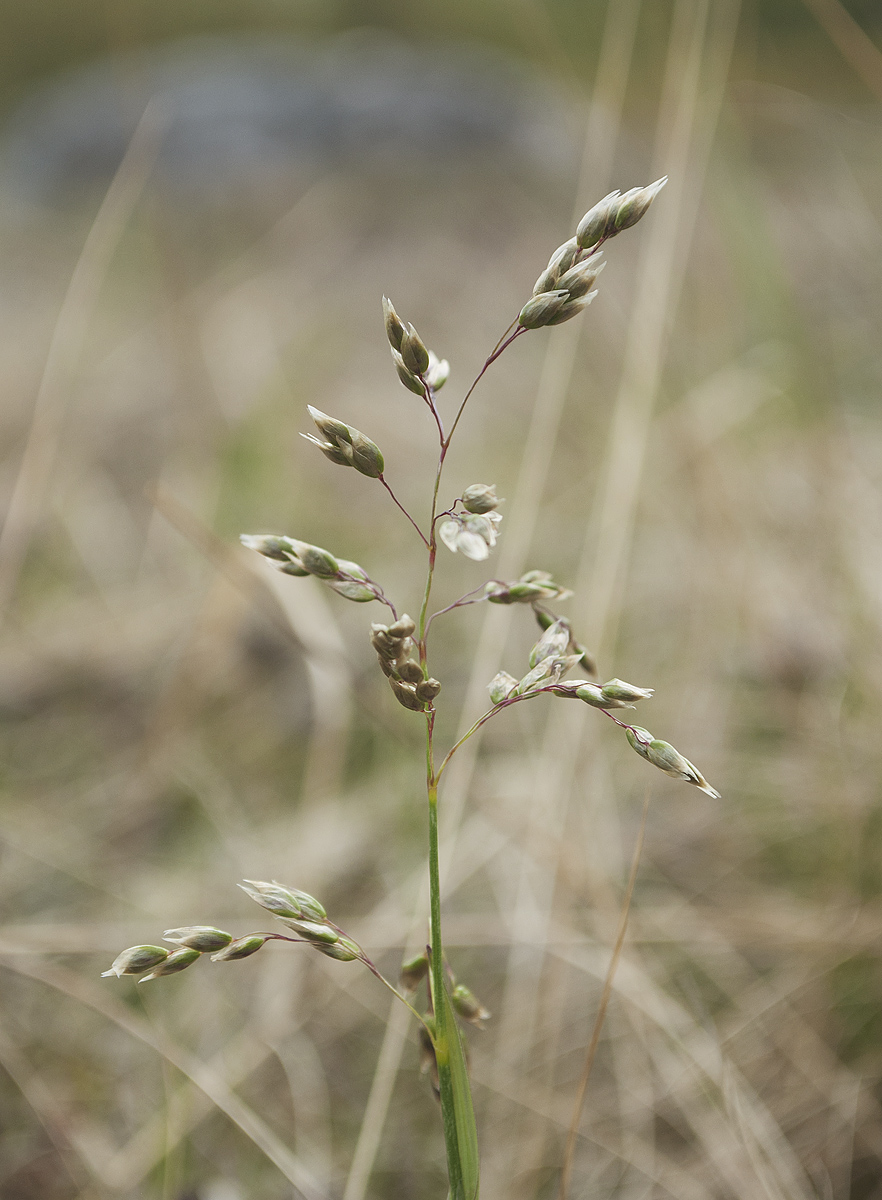 Image of Hierochloe alpina specimen.